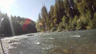 Hoh River Summer Steelhead [upl. by Enna271]