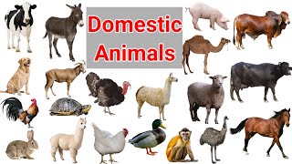 Farm Animals Names  Domestic Animals Name  English Vocabulary  Learn English with fun [upl. by Kinny288]