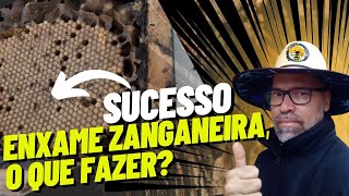 Recuperação De Enxame Zanganeira 🐝🐝🐝 [upl. by Sergio]