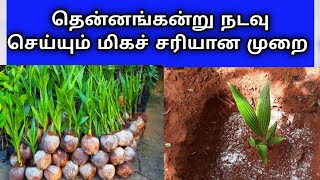 சரியான முறையில் தென்னங்கன்று நடவு செய்யும் முறை  coconut seedling planting methods coconut tree [upl. by Aliban]