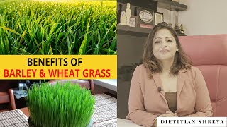 Benefits Of Wheat  Barley Grass Dietitian Shreya [upl. by Dew]