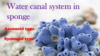 Canal System in Sponges Part 1 Malayalam Asconoid system  Leuconoid system Zoology [upl. by Berger]