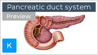 Pancreatic duct system preview  Human Anatomy  Kenhub [upl. by Cardon19]