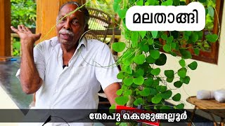 മലതാങ്ങി ചെടിയുടെ പുരാതന കഥകൾ പങ്കുവെച്ച് ഗോപു കൊടുങ്ങല്ലൂർCissampelos pareiraEpisode33 [upl. by Etnaik464]