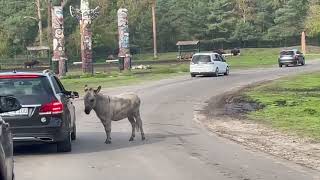 Serengeti Park Hodenhagen GermanyJourneyJoyTV [upl. by Dachia]