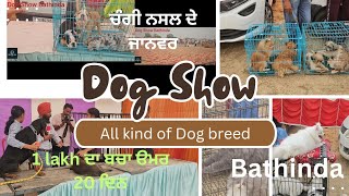 Dog Show Bathinda  ਛੋਟਾ ਬੱਚਾ ਮੁਲ 1 Lakh  Bahut ਚੰਗੇ Dog ਆਏ 👍youtubeshorts youtube [upl. by Sauder742]