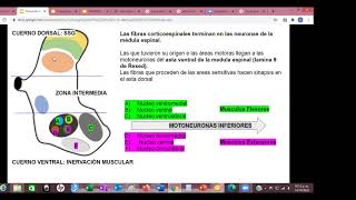 Sx Piramidal Motoneurona Superior e Inferior [upl. by Schilling685]