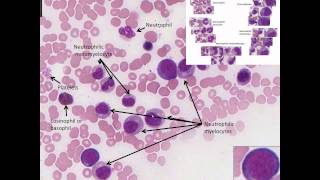 Hematopoiesis Simplified  Part 2 Granulopoiesis [upl. by Peadar]