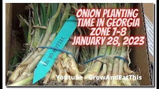 Onion Planting NE Georgia Zone 78 A new growing season begins [upl. by Heisel]