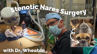 French Bulldog Nose Job aka Stenotic Nares Procedure [upl. by Akiemahs]