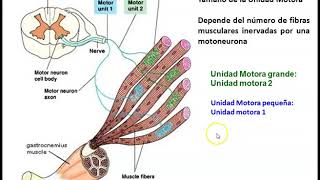 Clase Unión Neuromuscular y Contracción parte II [upl. by Eiramyelhsa]