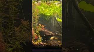 No FILTER Fish tank symbioticrelationship [upl. by Eekaz]