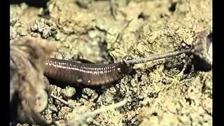 Lumbricus terrestris borrowing [upl. by Gredel]