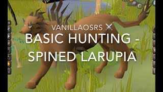 OSRS Spined Larupia  Beginner Hunter Guide [upl. by Delly]