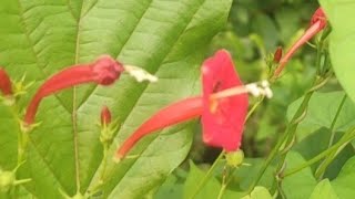 IPOMOEA HEDERIFOLIA  खूबसूरत फूल का बेल स्कारलेट मॉर्निंग ग्लोरी Scarlet creeper [upl. by Alyahs]