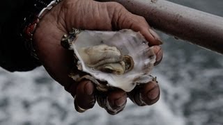 Acidifying Waters Corrode Northwest Shellfish [upl. by Cross]