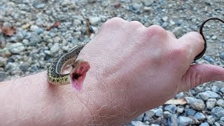 Fierce Garter Snake Fair Hill Maryland [upl. by Emily777]