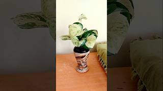 Manjula pothos in water diy pothos pothospropagation shorts [upl. by Fogarty]