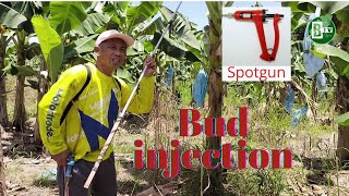 How to control Thrips Insects  Bud Inject Operation SF 101  Banana Thrips Control [upl. by Jorge936]