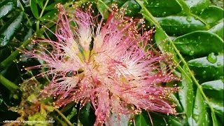 Rain Tree Flower  Kembang Samanea Saman [upl. by Nosidam]