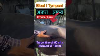 Bloat l Tympani l Treatment of bloat tympani l dr Umar khan [upl. by Sucram606]