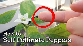 How To Pollinate Peppers Indoors [upl. by Treva613]