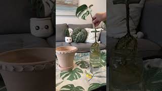 Propagation to repotting 🪴propagation monstera repotting shortsfeed youtube shorts plants [upl. by Lebasi]