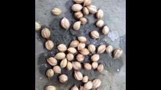 Harvesting and preparing Hickory Nuts for Long term storage [upl. by Neneek]