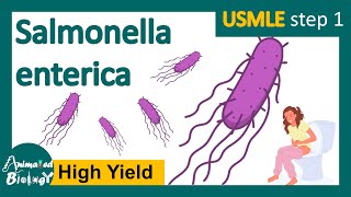 Salmonellosis Salmonella typhi  pathology of salmonella typhi  treatment  USMLE [upl. by Airres]