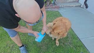 Dog Paw Cleaner for Dogs [upl. by Zoila458]