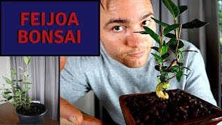 Making Feijoa Bonsai from nursery stock and an update on my Guava Bonsai  Bonsai for Beginners [upl. by Kenny]