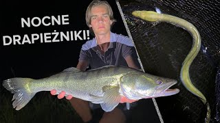 POLOWANIE na NOCNE DRAPIEŻNIKI GOŚCINNIE BER GAR [upl. by Anerat]