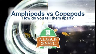 Amphipods vs Copepods [upl. by Nwahsram]