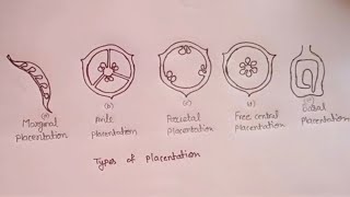 How to draw types of placentation in flowering plants ll structure of placentation class 11 [upl. by Rhody]