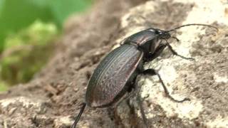 Carabus morbillosus [upl. by Lavotsirc]