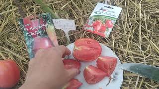 обзор томатов 🍅 Царевна лебедь и Царское искушение🍅 [upl. by Zeitler]