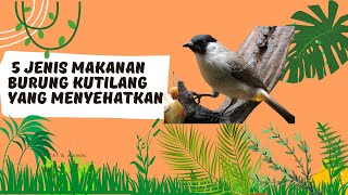 Jenis Makanan Burung Kutilang yang Menyehatkan [upl. by Yruoc]