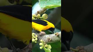 Canto del Turpial montañero o Dorsiamarillo  Aves de Colombia turpial nature [upl. by Luce]