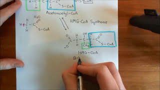 Cholesterol Biosynthesis Part 3 [upl. by Sarat]