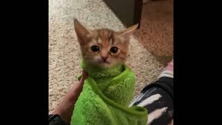 kitten wrapped in green towel  green purrito video [upl. by Harlene]