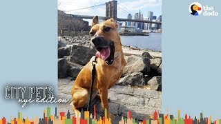 3 Legged Dog Makes This Brooklyn Couples Family Complete  The Dodo City Pets [upl. by Aloibaf]