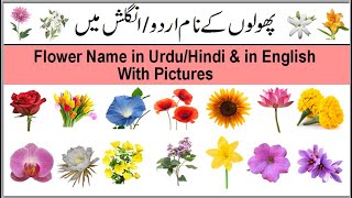 Flowers Name  Flowers Name in Urdu With Pictures  Flowers Name in Hind amp In English With Pictures [upl. by Covell]