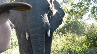 MakutsiSafari Elefantenbegegnung  meeting an elephant [upl. by Jerry]