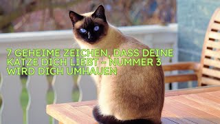 7 Geheime Zeichen dass deine Katze dich liebt – Nummer 3 wird dich umhauen [upl. by Normi]