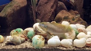 Schneckenestbau und Brüten von Lamprologus callipterus [upl. by Adnof]