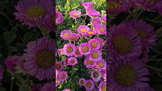 ErigeronSea side daisy silgysrosegarden ukgardening uk ukmalayali [upl. by Eenolem]