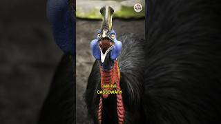 Cassowary  साक्षात यमराज shorts [upl. by Atinram]