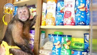 Monkey Raids The Snack Cabinet [upl. by Qirat]