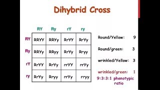 Dihybrid Cross  How to write a Dihybrid Cross in Exam  Genetics and Inheritance [upl. by Rozele537]