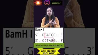 Restriction Endonuclease  EcoRI  Bam HI  Nucleases  One Minute Biology  shorts [upl. by Nahtanha]